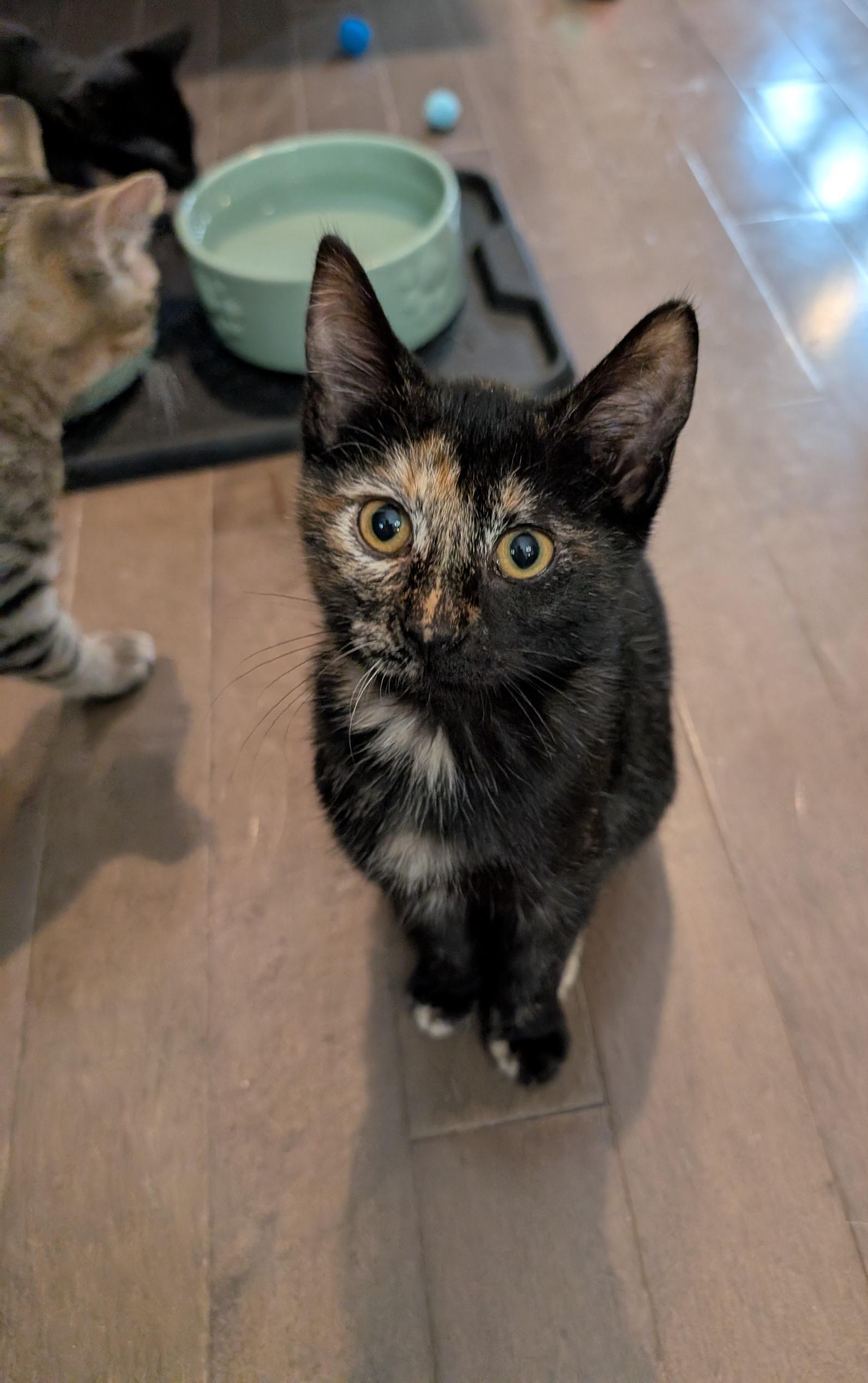 Phantom, a Adoptable Domestic Short Hair in Fairview Heights, IL image 3/6