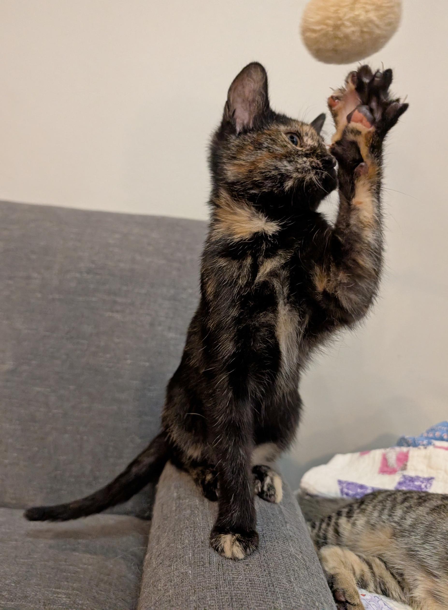 Phantom, a Adoptable Domestic Short Hair in Fairview Heights, IL image 4/6