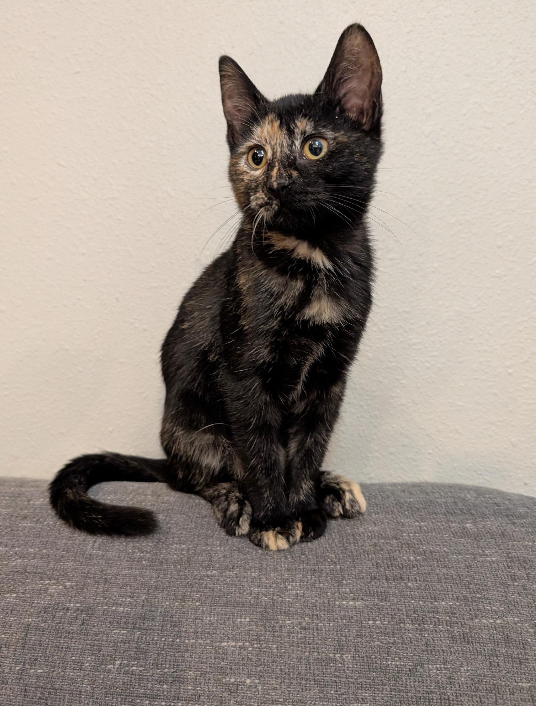 Phantom, a Adoptable Domestic Short Hair in Fairview Heights, IL image 5/6