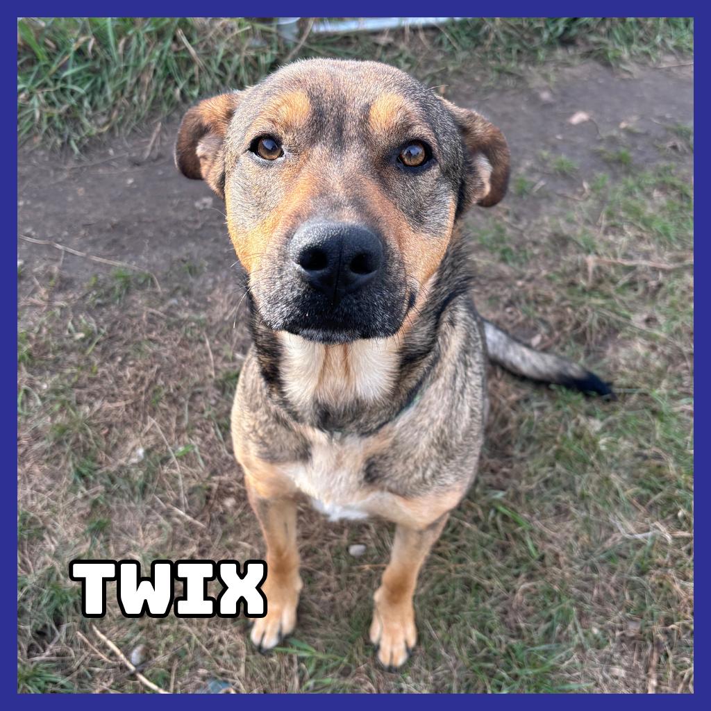 Twix, Adoptable, Adult Female German Shepherd Dog & Labrador Retriever.
