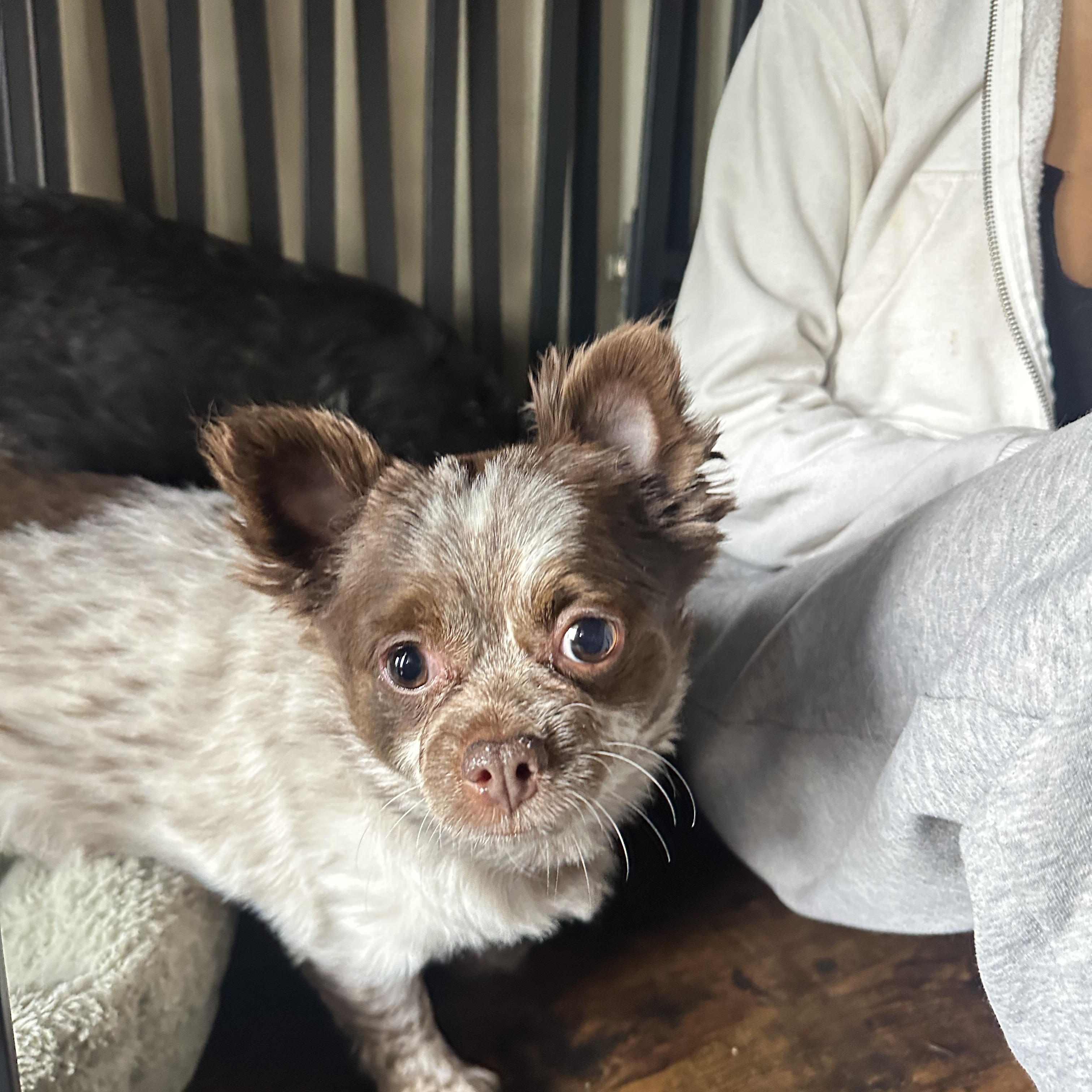 Enlarge Teddy, an adopted Chihuahua in Alliance, OH image 3/3