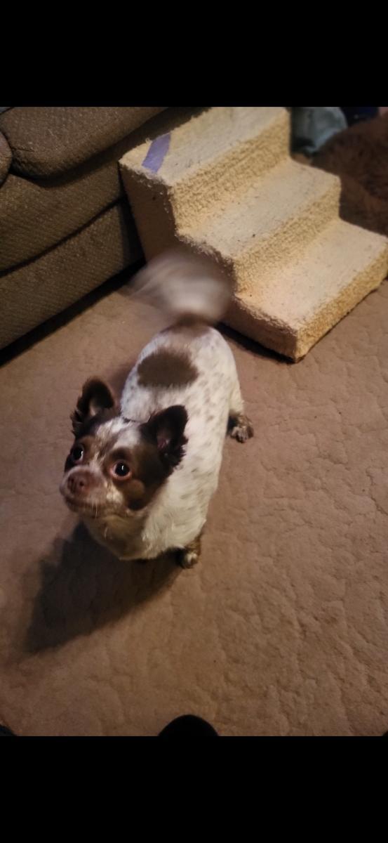 Enlarge Teddy, an adopted Chihuahua in Alliance, OH image 2/3