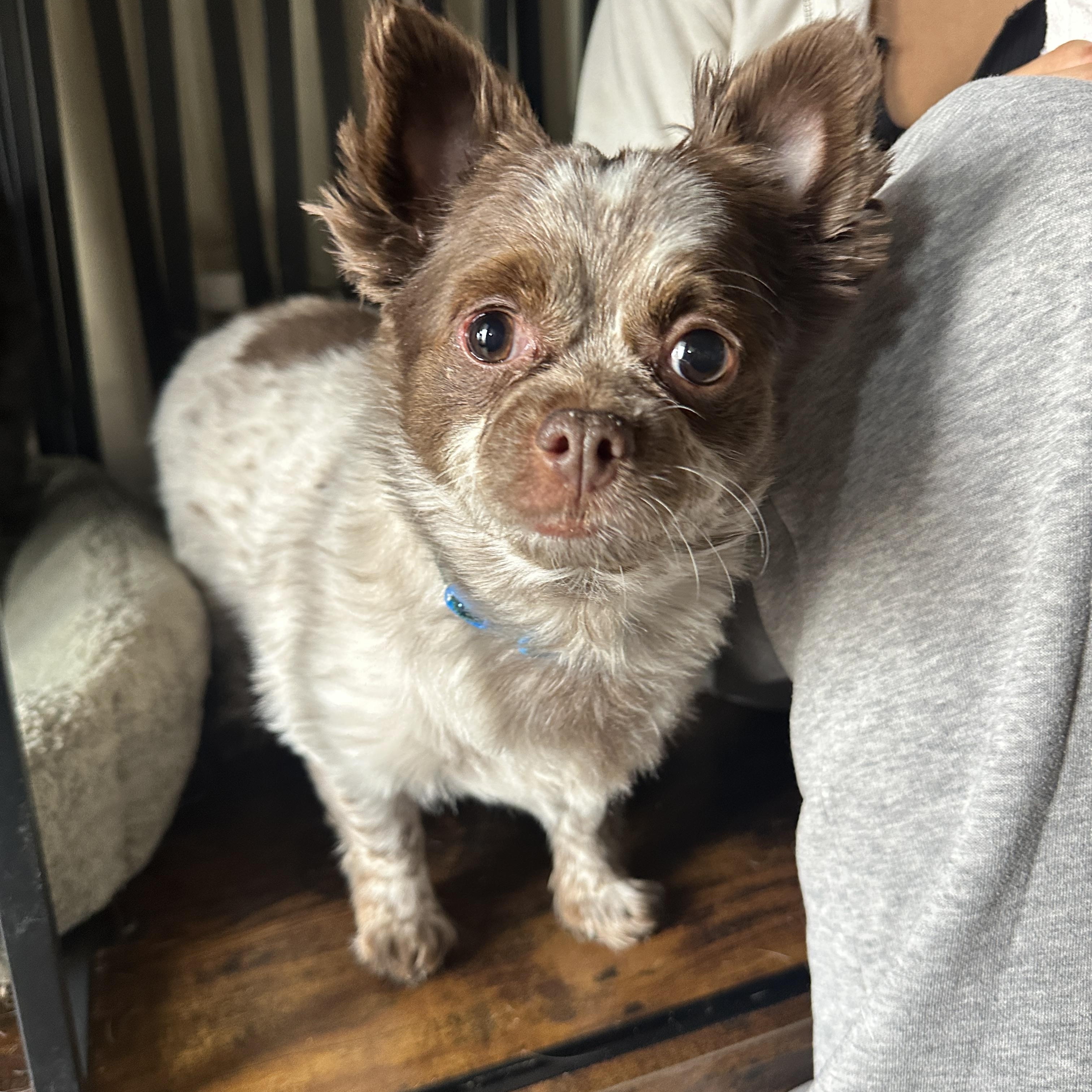 Enlarge Teddy, an adopted Chihuahua in Alliance, OH image 1/3