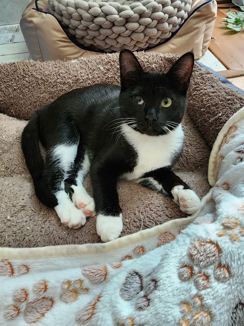 Ribbit, Adopted, Kitten Female Tuxedo.