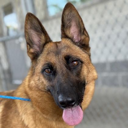 Moka, adoptable, Adult Female Belgian Shepherd / Malinois & German Shepherd Dog.