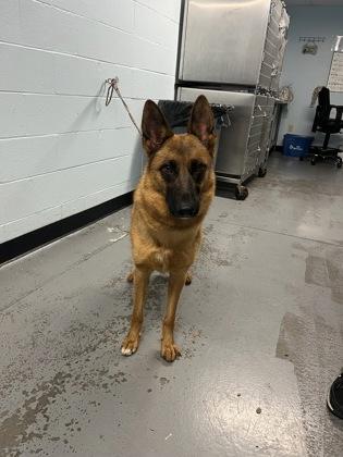 Moka, a ADOPTABLE mixed breed in Sacramento, CA image 3/3