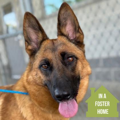 Moka, a ADOPTABLE mixed breed in Sacramento, CA image 1/3