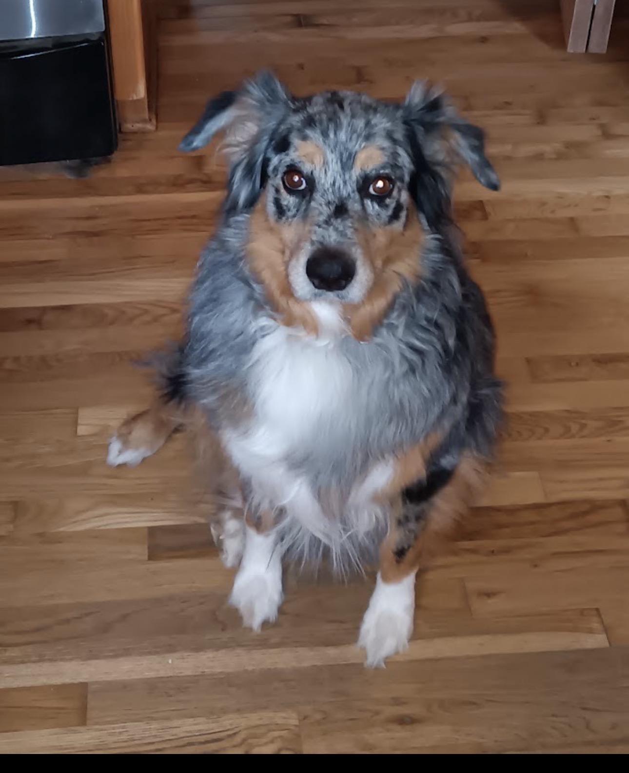 Enlarge BOOMER -COURTESY LISTING, a ADOPTABLE Australian Shepherd in Louisburg, KS image 1/4