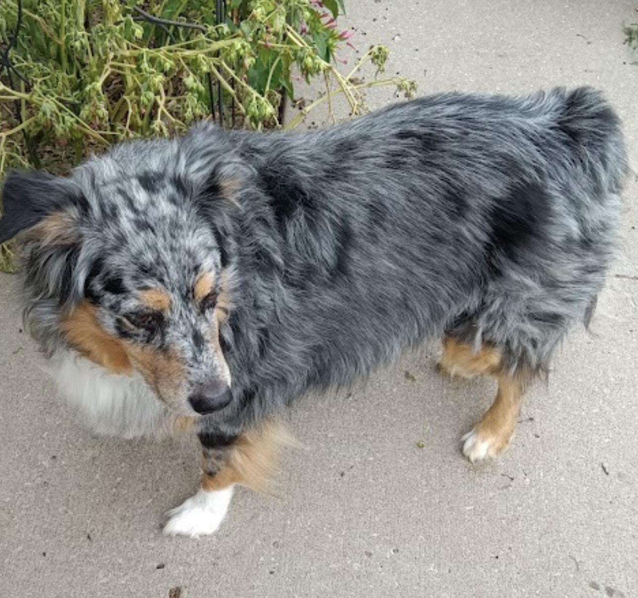Enlarge BOOMER -COURTESY LISTING, a ADOPTABLE Australian Shepherd in Louisburg, KS image 4/4
