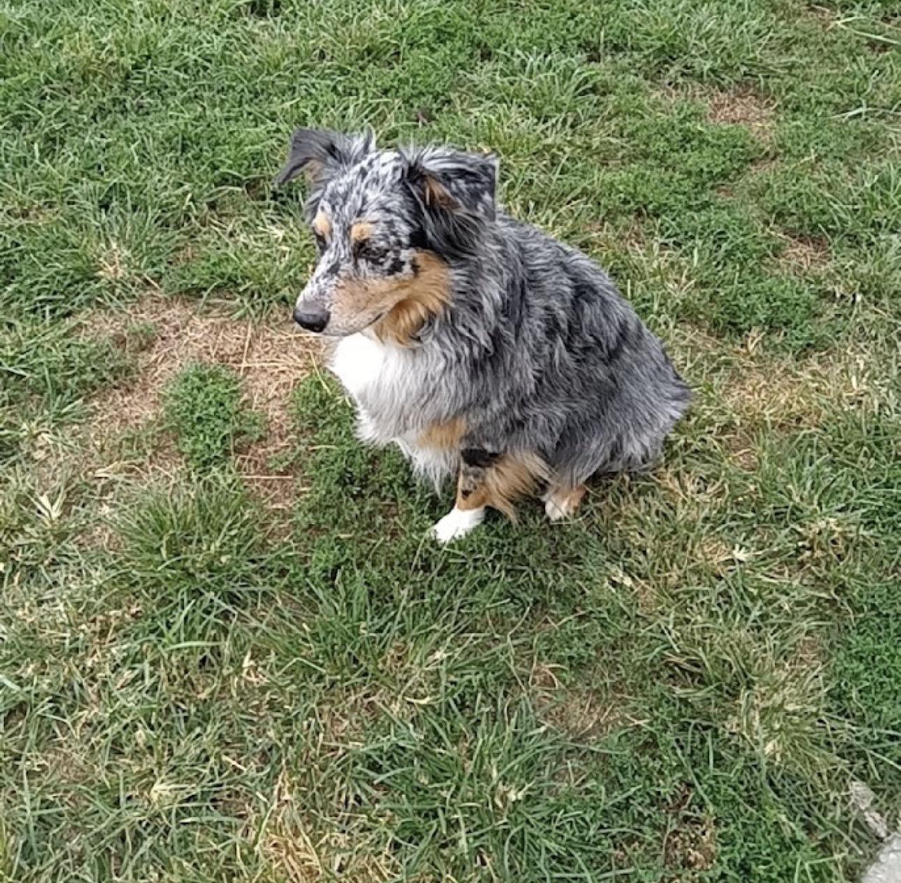 Enlarge BOOMER -COURTESY LISTING, a ADOPTABLE Australian Shepherd in Louisburg, KS image 2/4