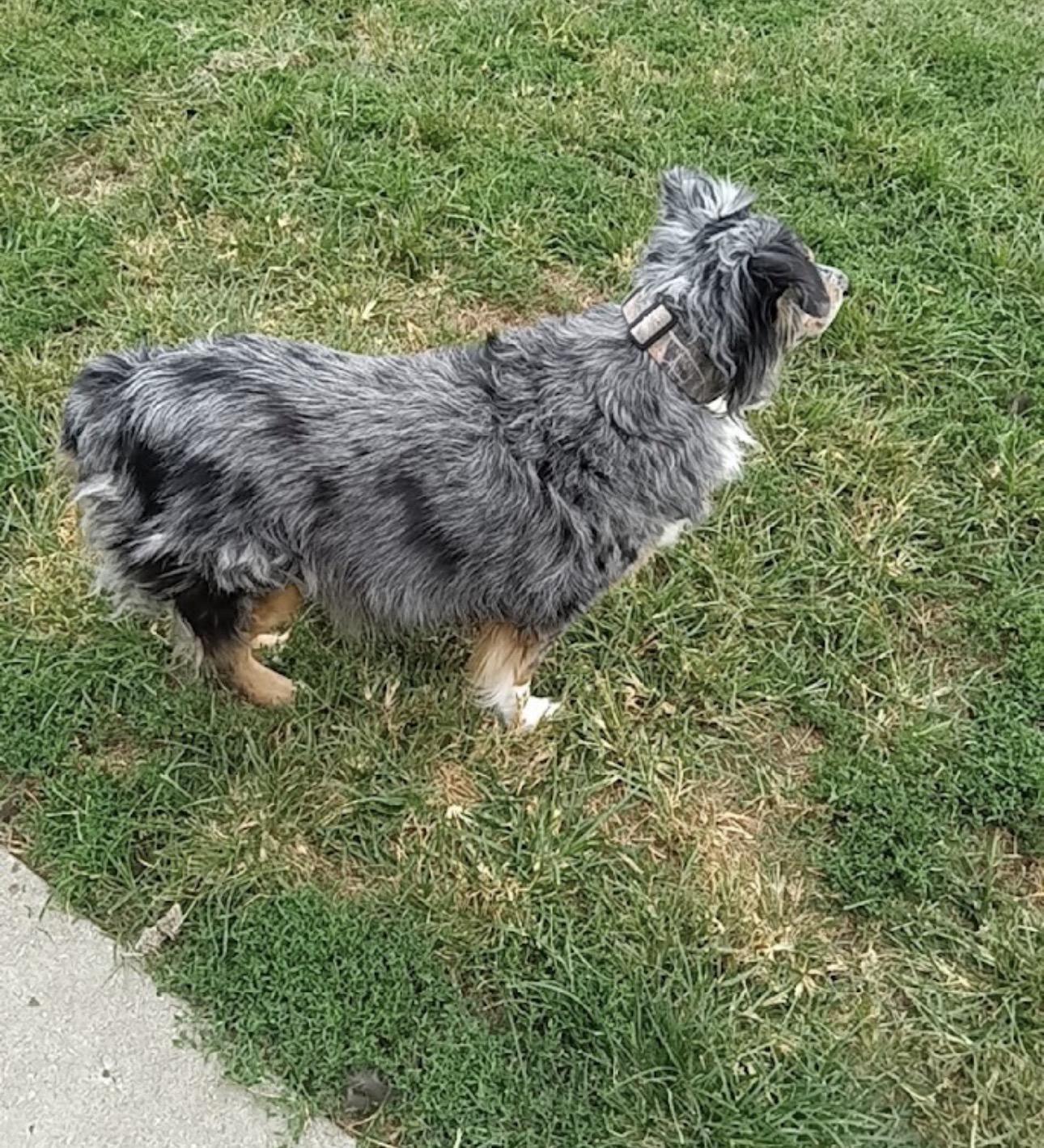 Enlarge BOOMER -COURTESY LISTING, a ADOPTABLE Australian Shepherd in Louisburg, KS image 3/4