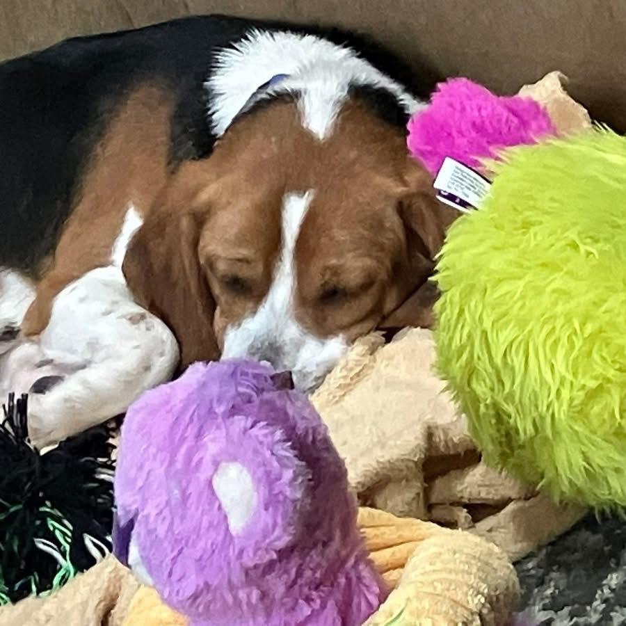 Drake — thumbnail 4