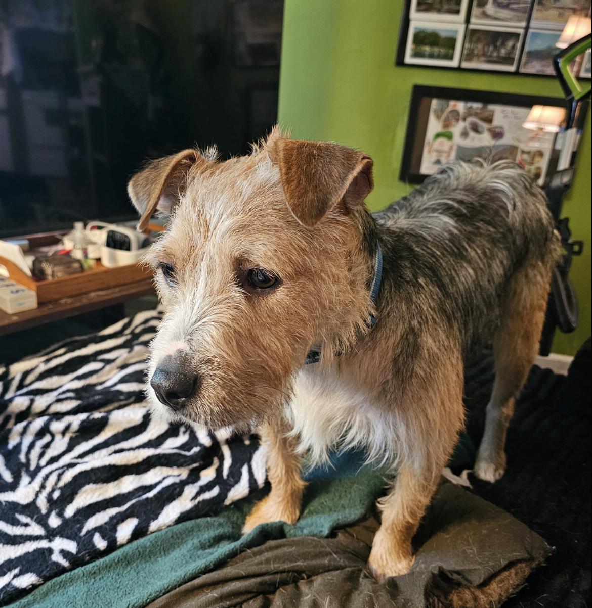 Toby, a ADOPTABLE mixed breed in Wadsworth, OH image 3/4