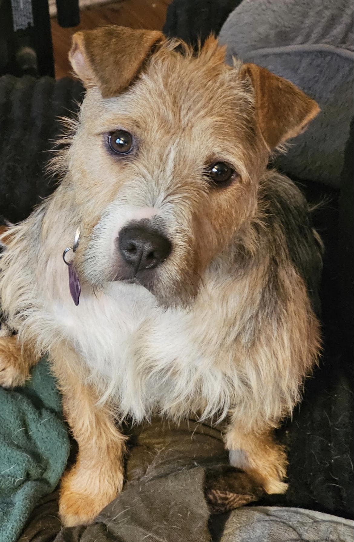 Toby, ADOPTABLE, Young Male Terrier.