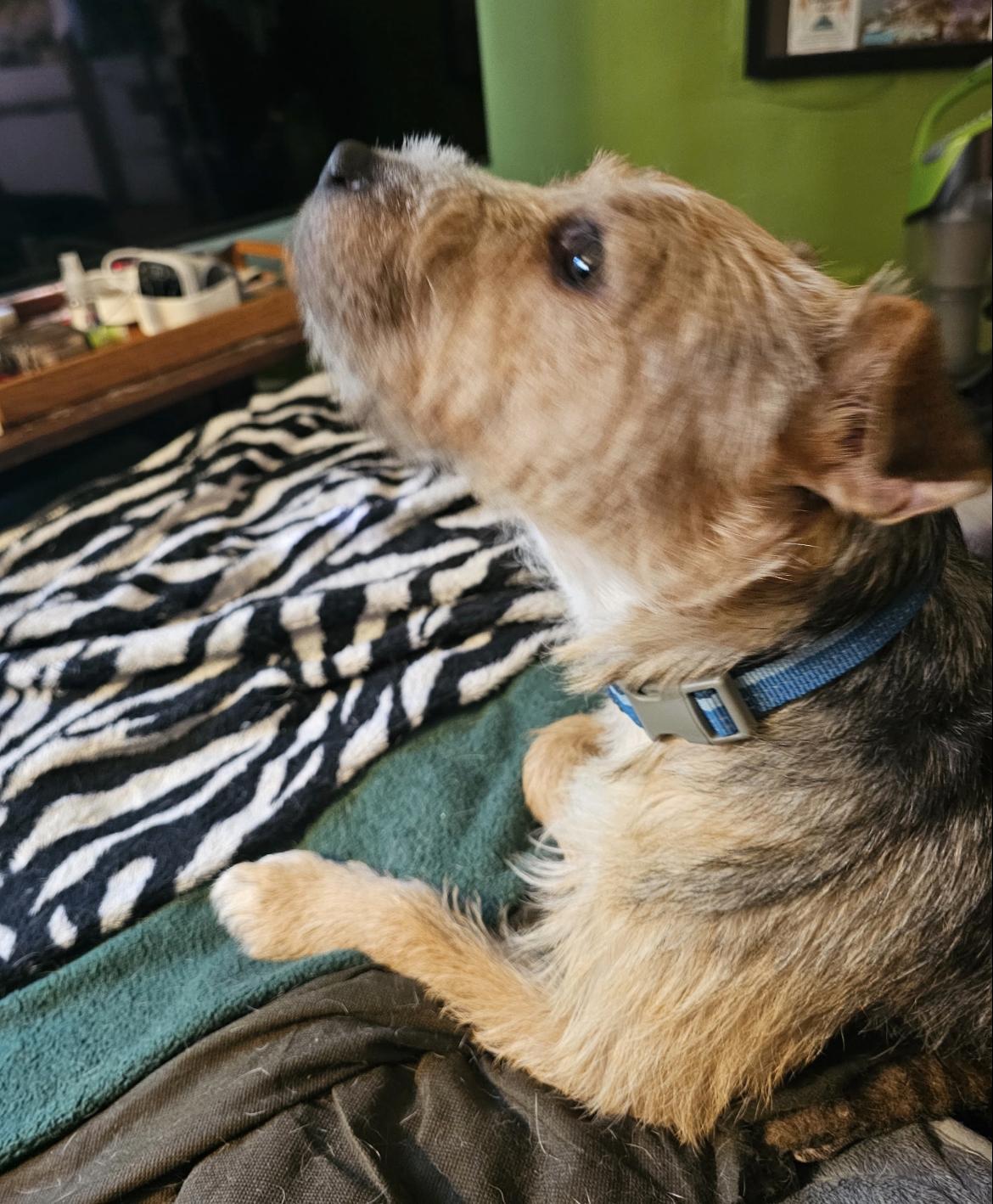 Toby, a ADOPTABLE mixed breed in Wadsworth, OH image 4/4