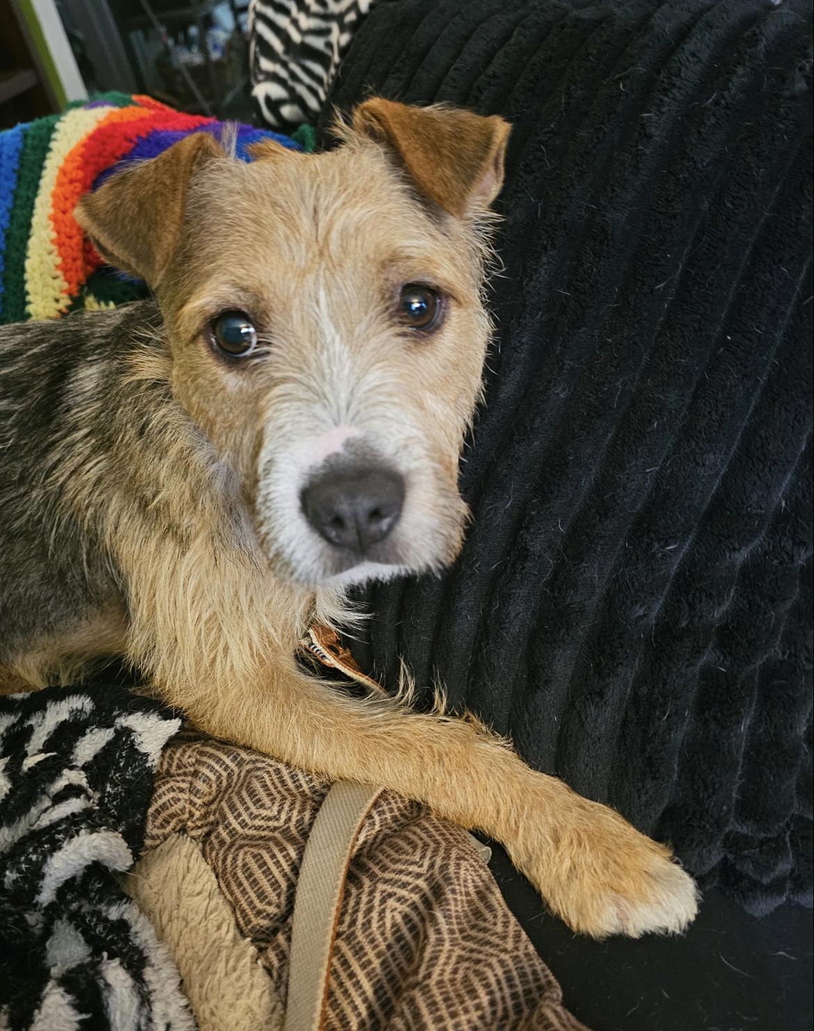Toby, a ADOPTABLE mixed breed in Wadsworth, OH image 2/4