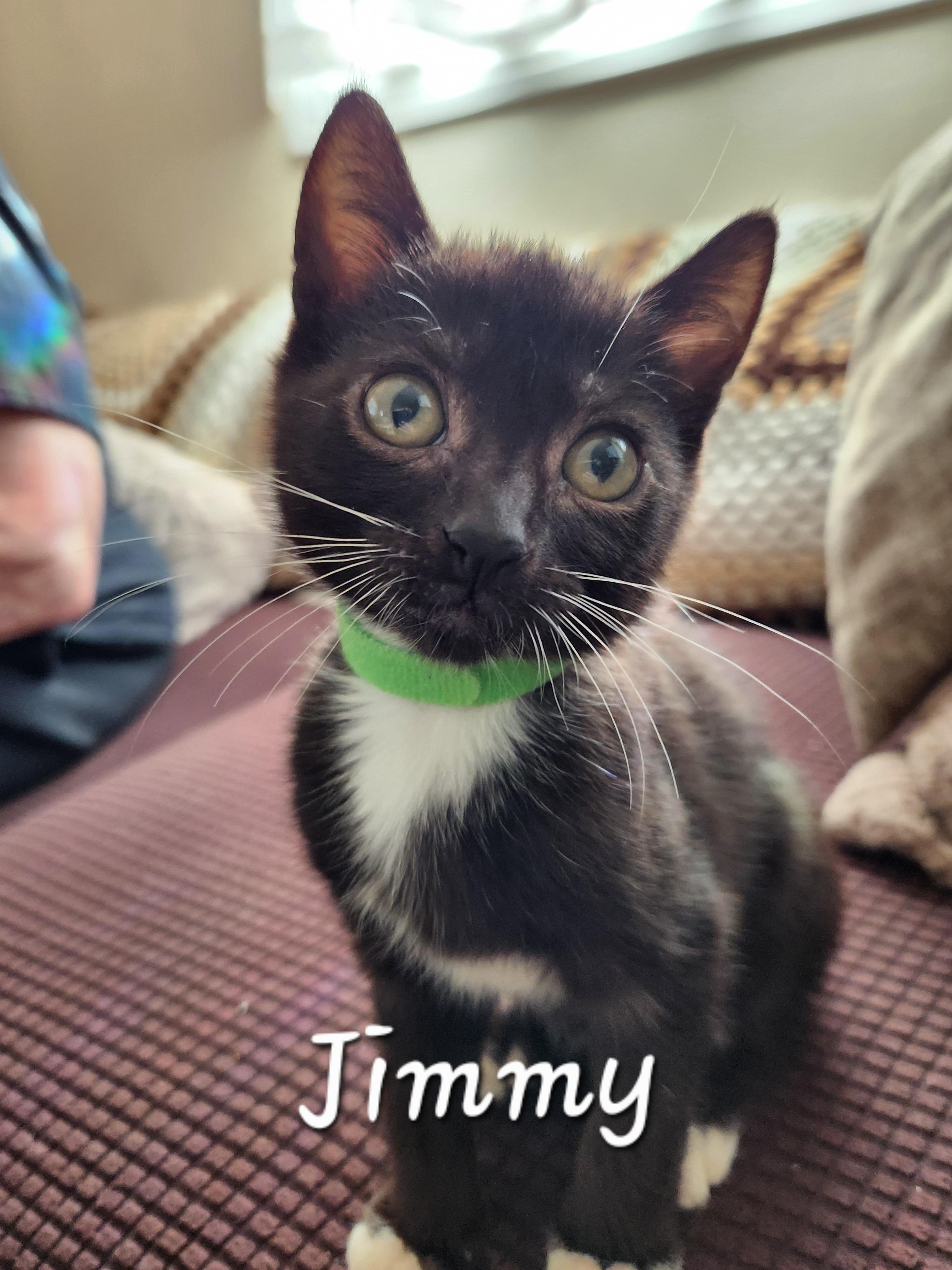 Jimmy, ADOPTABLE, Kitten Male Domestic Short Hair.