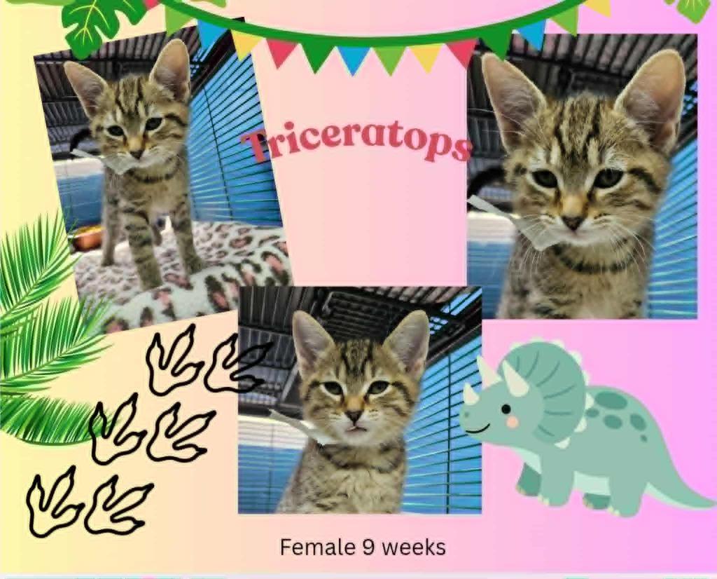 Triceratops, Adoptable, Kitten Female Domestic Short Hair.