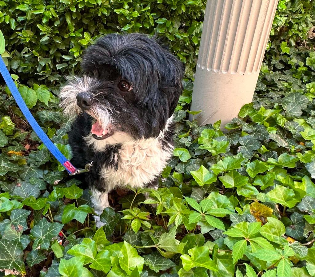 Panda, Adoptable, Adult Female Shih Tzu.