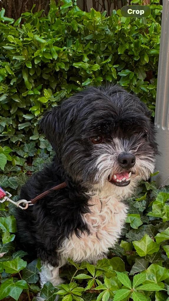 Enlarge Panda, a Adoptable Shih Tzu in Toronto, ON image 2/5