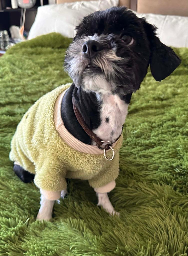 Panda, Adoptable, Adult Female Shih Tzu.