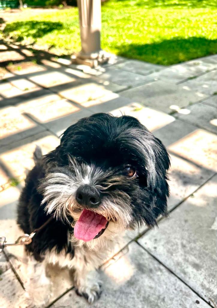 Enlarge Panda, a Adoptable Shih Tzu in Toronto, ON image 4/5