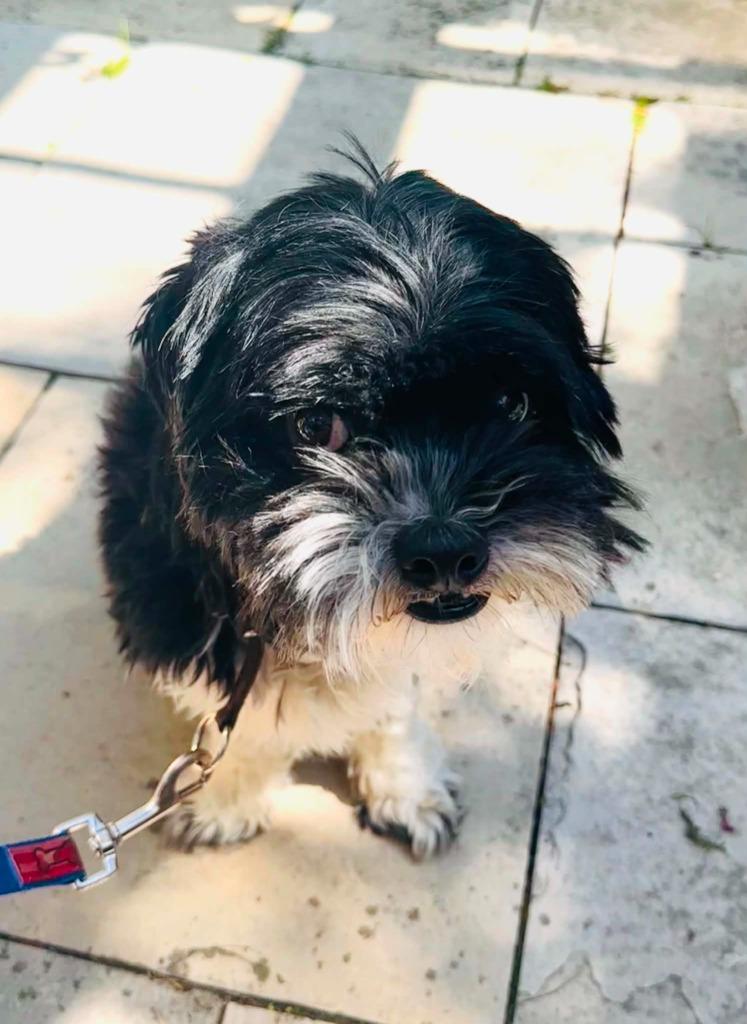 Enlarge Panda, a Adoptable Shih Tzu in Toronto, ON image 5/5