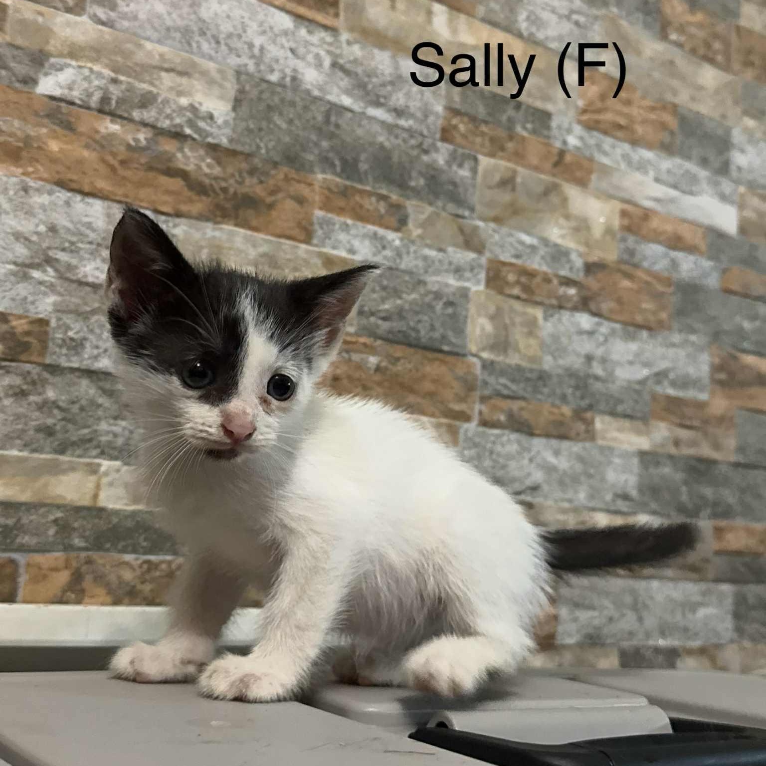 Sally