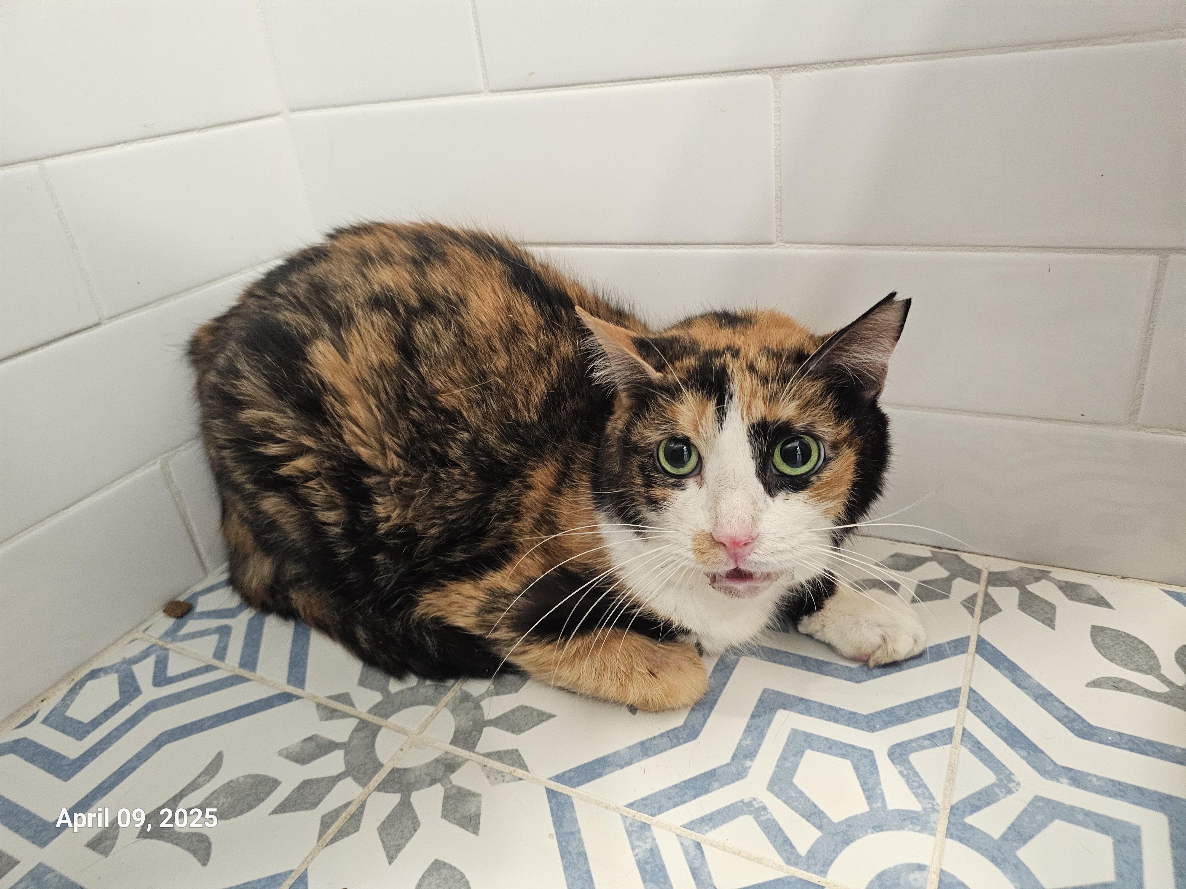 Enlarge Linda, a Adoptable mixed breed in St Petersburg, FL image 1/6