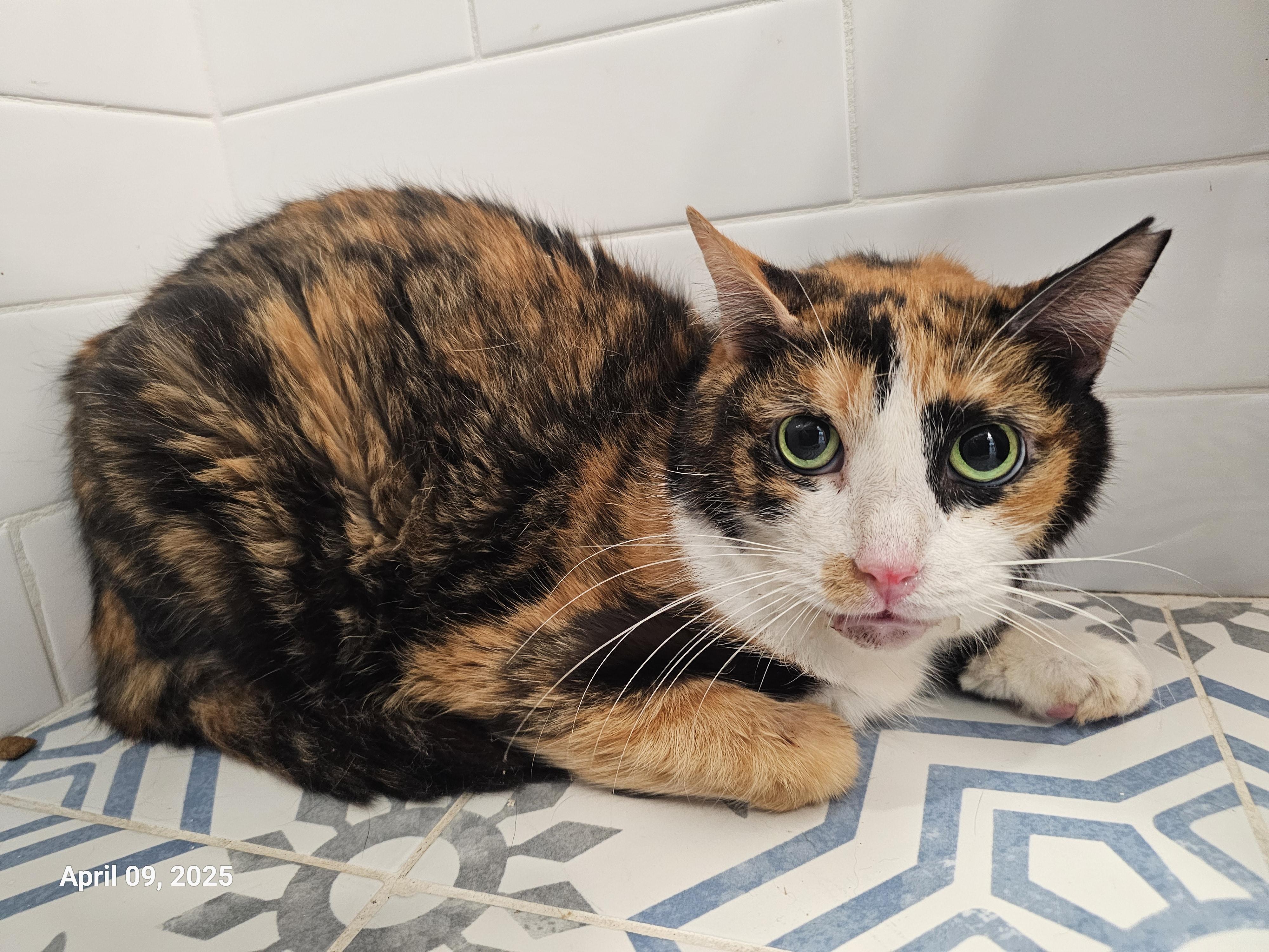 Enlarge Linda, a Adoptable mixed breed in St Petersburg, FL image 3/6