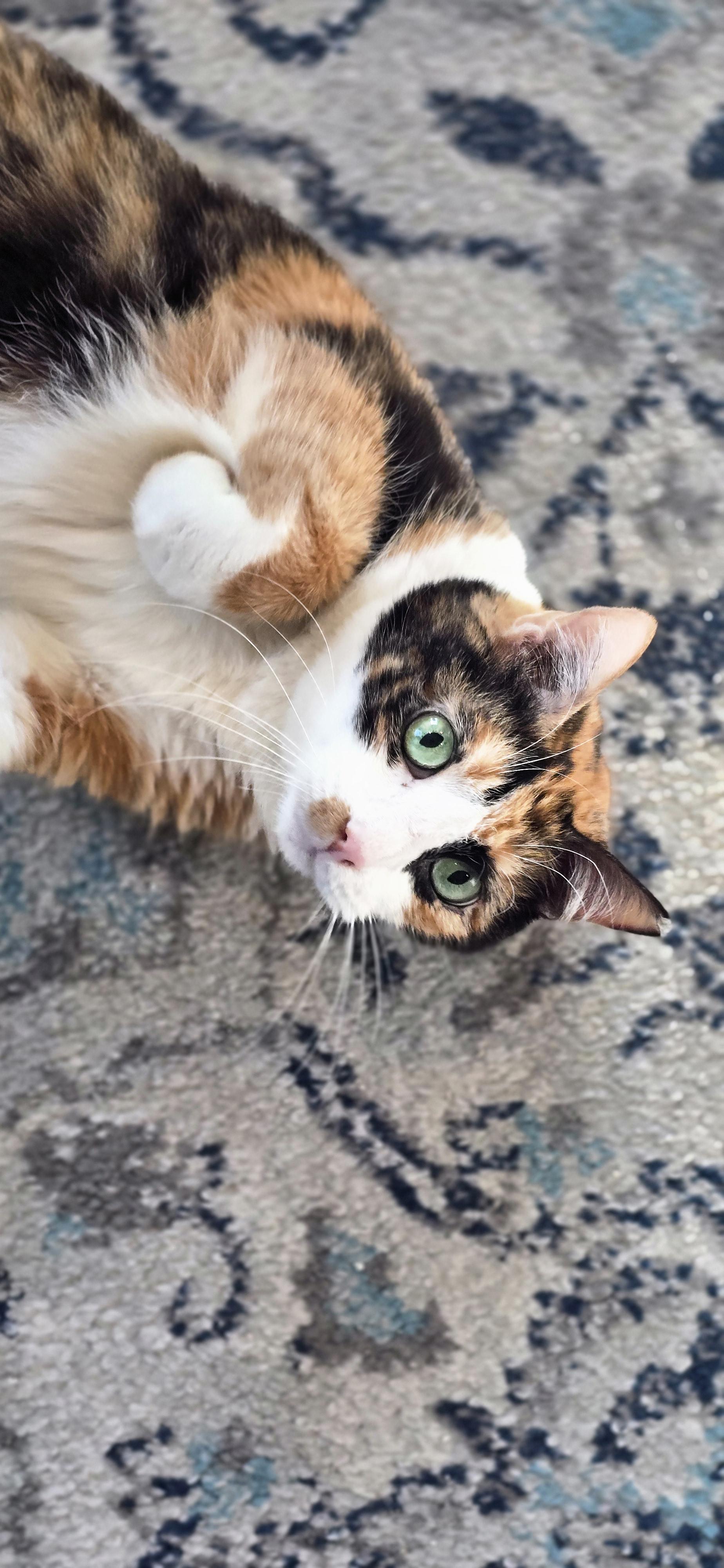 Linda — thumbnail 4