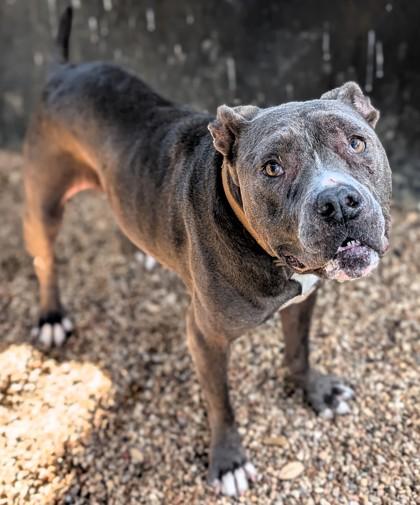 Ellie, Adoptable, Adult Female Mixed Breed & Mixed Breed.