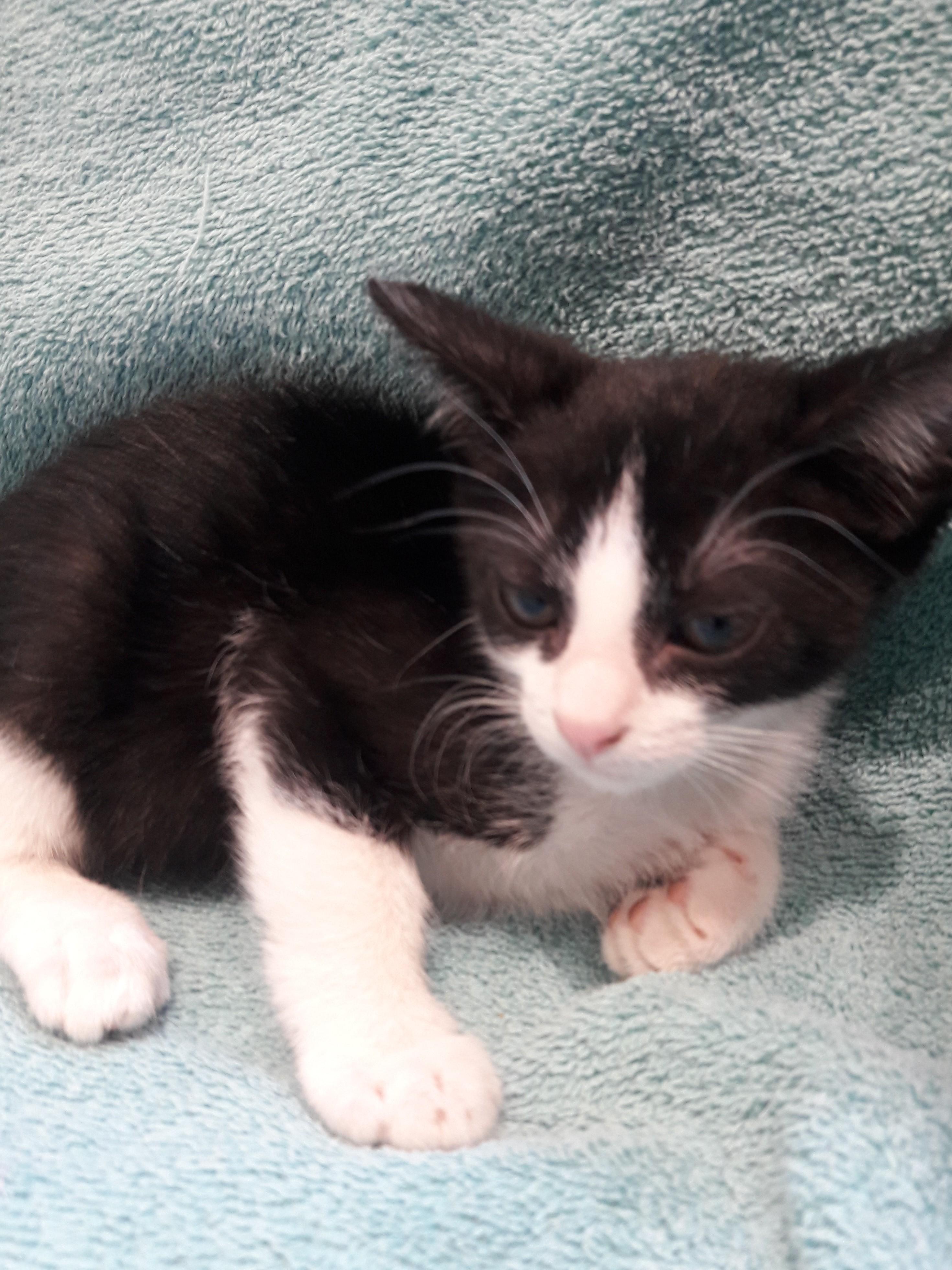 Enlarge Orca, a ADOPTABLE Domestic Short Hair in Mesquite, NV image 2/2