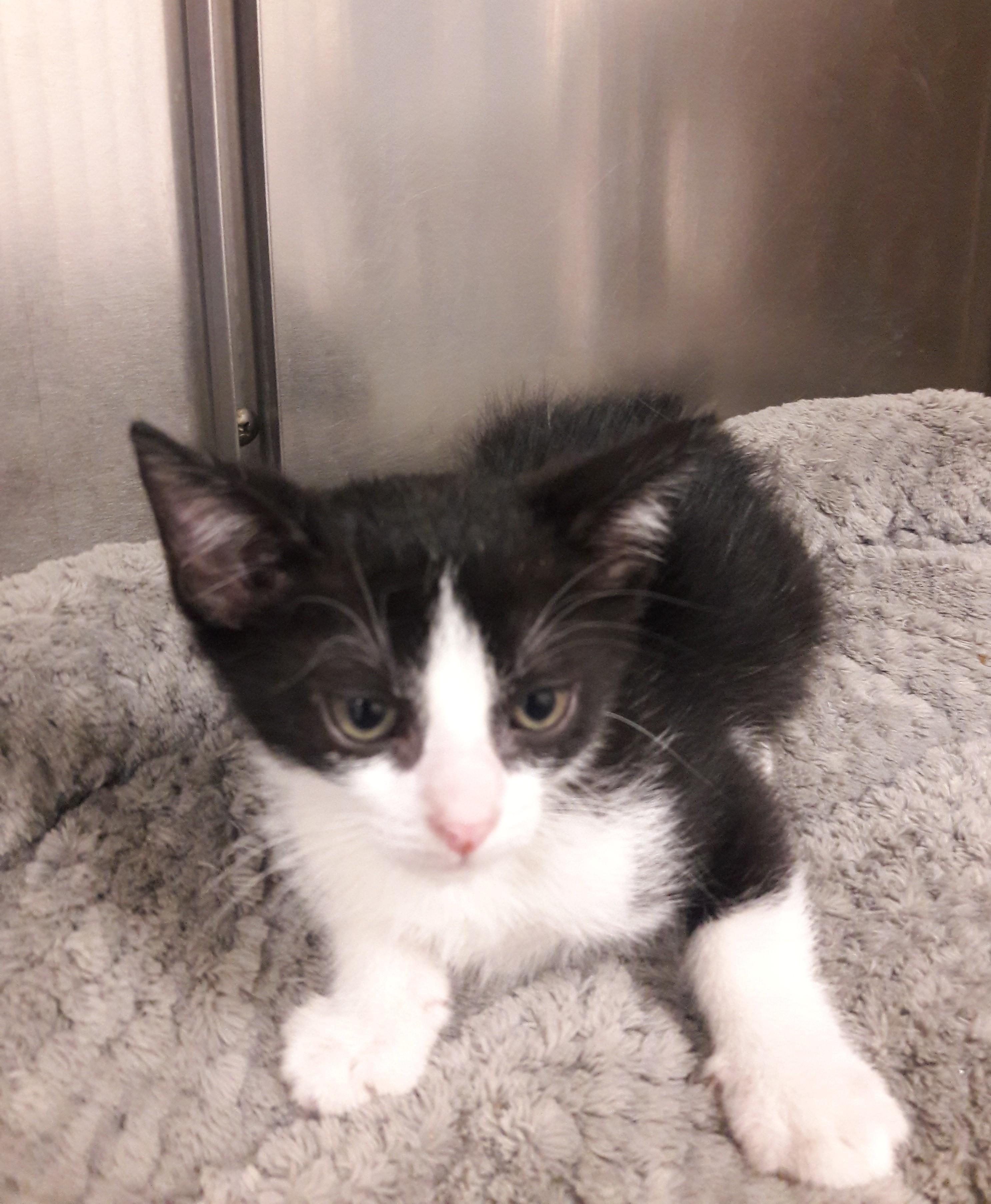 Enlarge Orca, a ADOPTABLE Domestic Short Hair in Mesquite, NV image 1/2