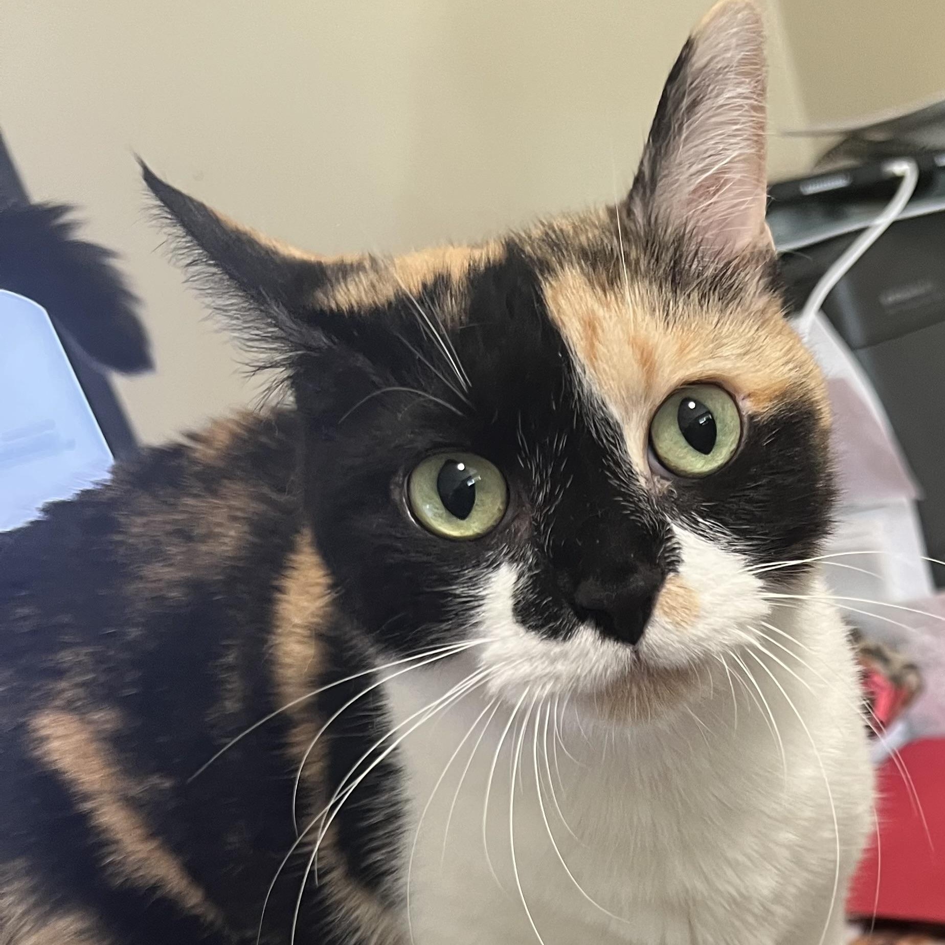 Henna, Adult Female Calico