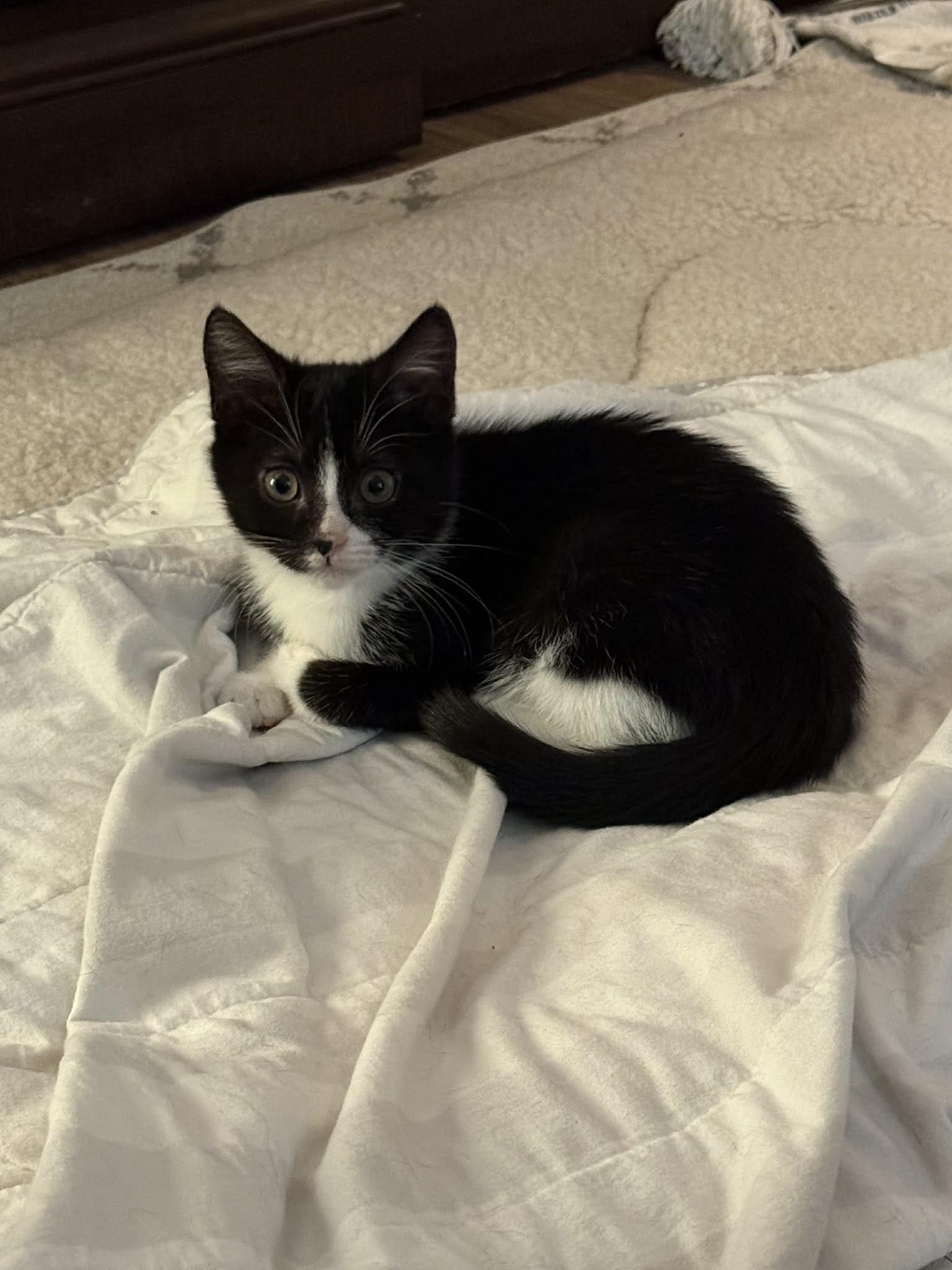 Enlarge Mumble, a ADOPTABLE Domestic Short Hair in Reading, PA image 1/1