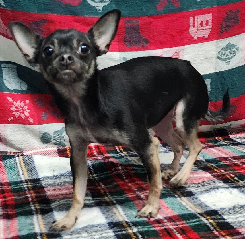 Enlarge 251915  Rose, a Adopted Chihuahua in Wetumpka, AL image 1/3