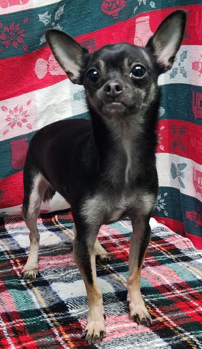 Enlarge 251915  Rose, a Adopted Chihuahua in Wetumpka, AL image 2/3