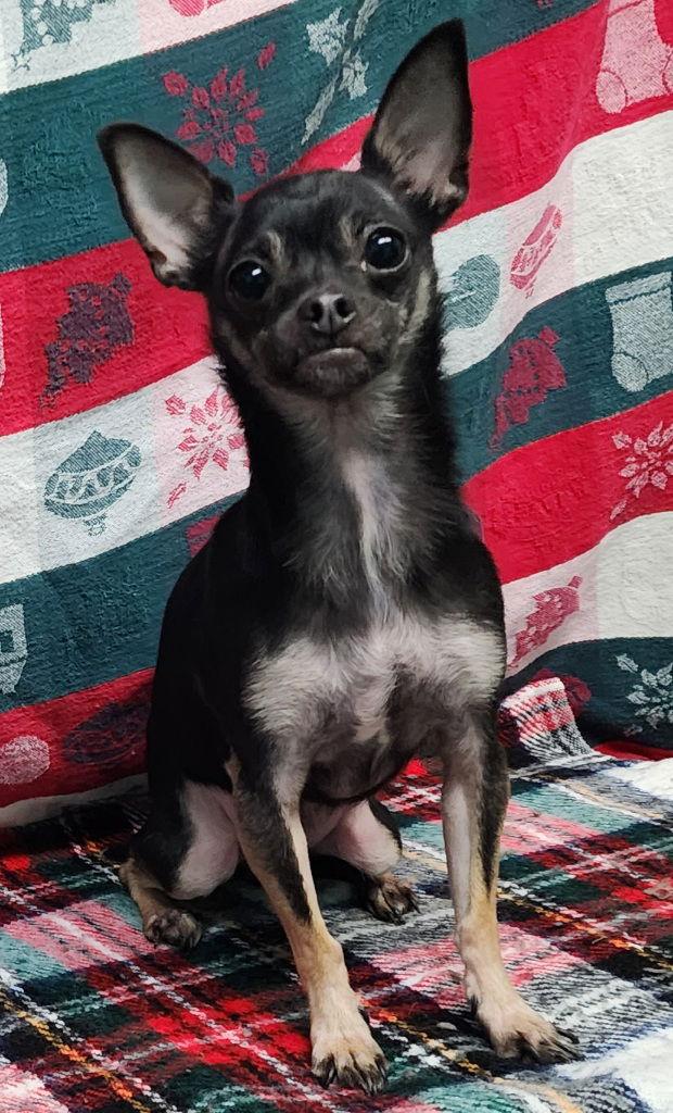 Enlarge 251915  Rose, a Adopted Chihuahua in Wetumpka, AL image 3/3