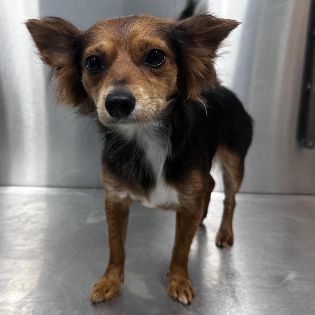 Enlarge Fiona, an adopted mixed breed in Orangeburg, SC image 1/1