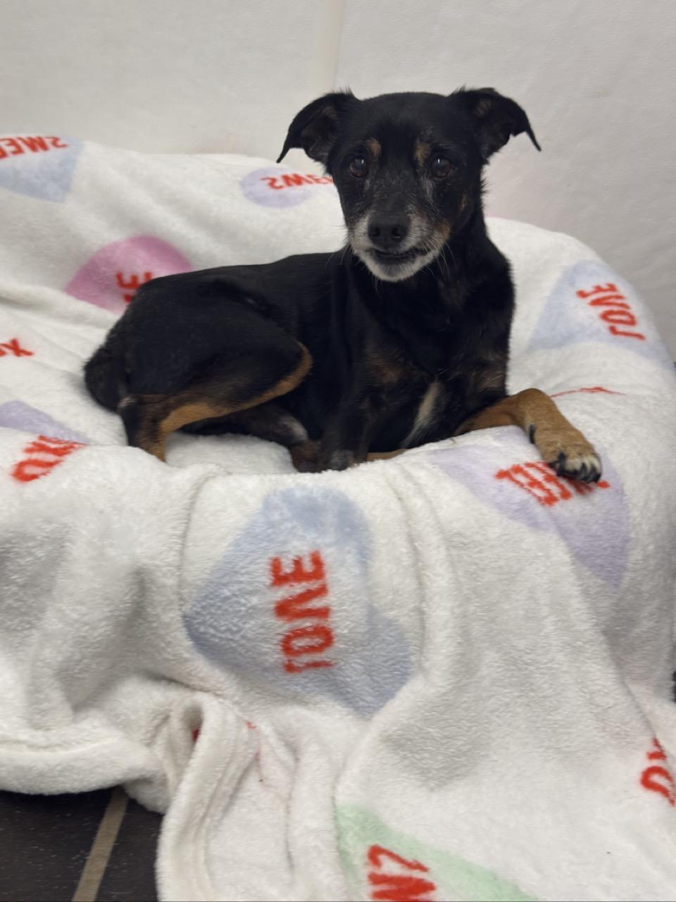 Tavi, an adopted Rat Terrier in Auburn, NE image 4/5