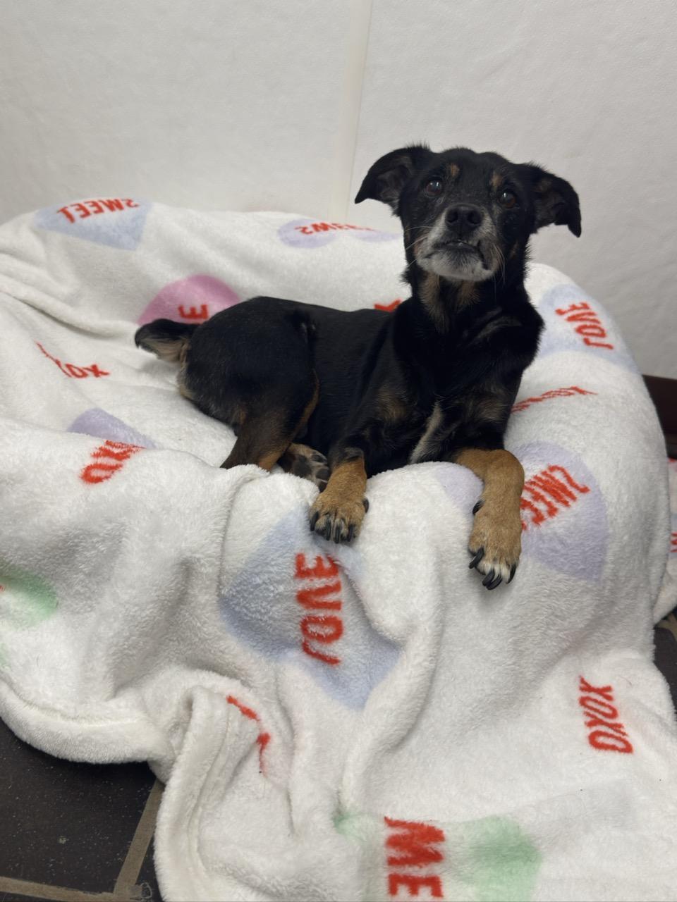 Tavi, an adopted Rat Terrier in Auburn, NE image 3/5
