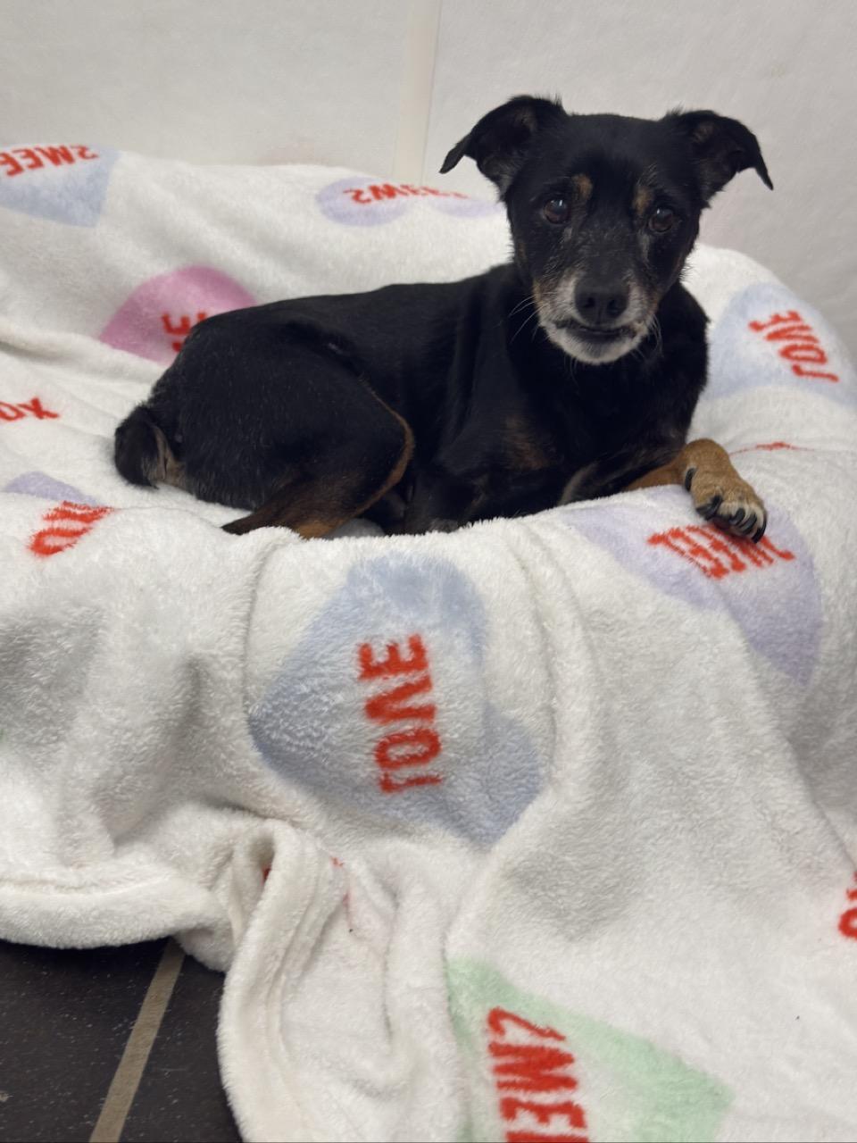 Tavi, an adopted Rat Terrier in Auburn, NE image 5/5