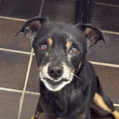 Tavi, adopted, Senior Male Rat Terrier.