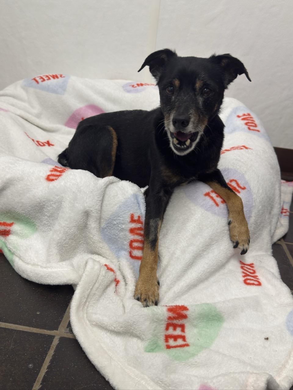 Tavi, an adopted Rat Terrier in Auburn, NE image 2/5