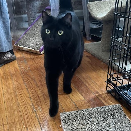 Zoe, Adult Female Domestic Short Hair