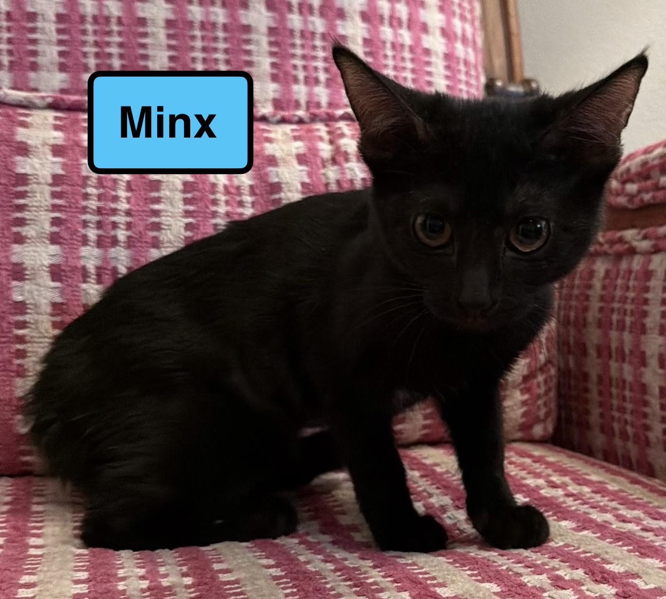 Minx photo