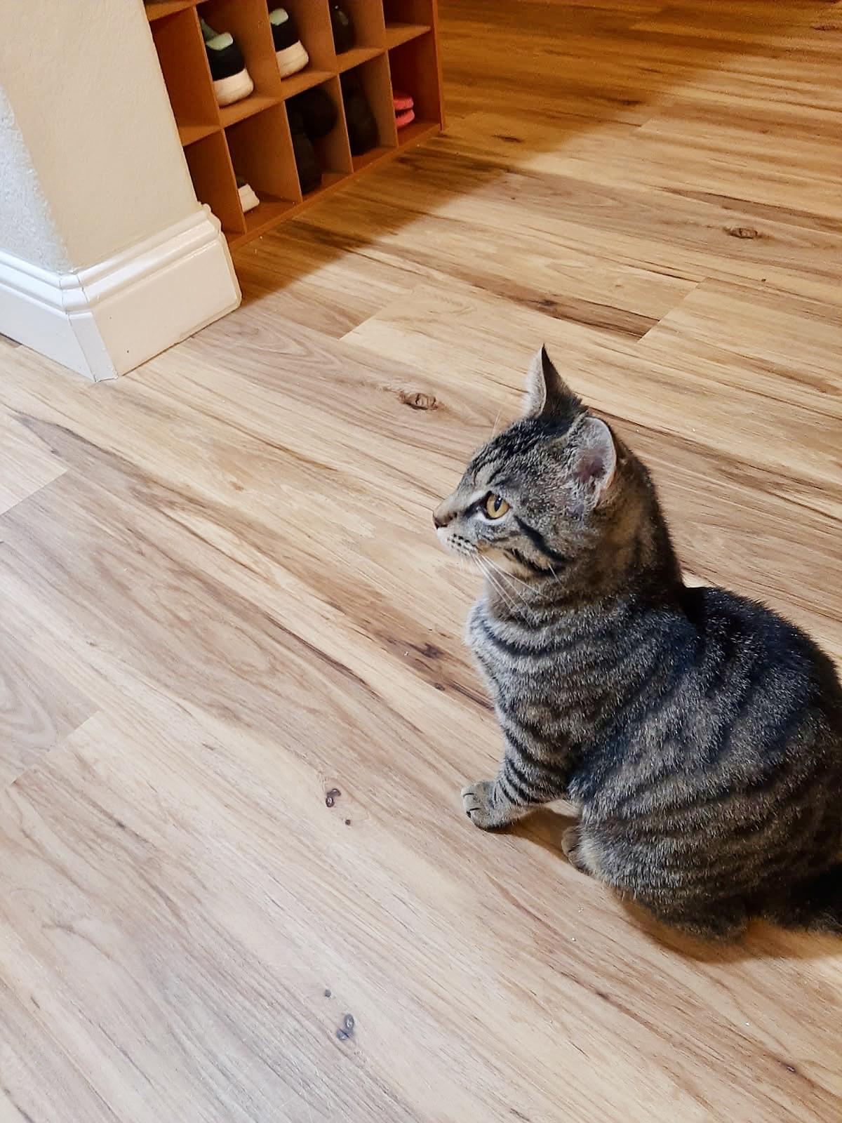 Enlarge Bella, a Adoptable American Shorthair in Elk Grove, CA image 1/4