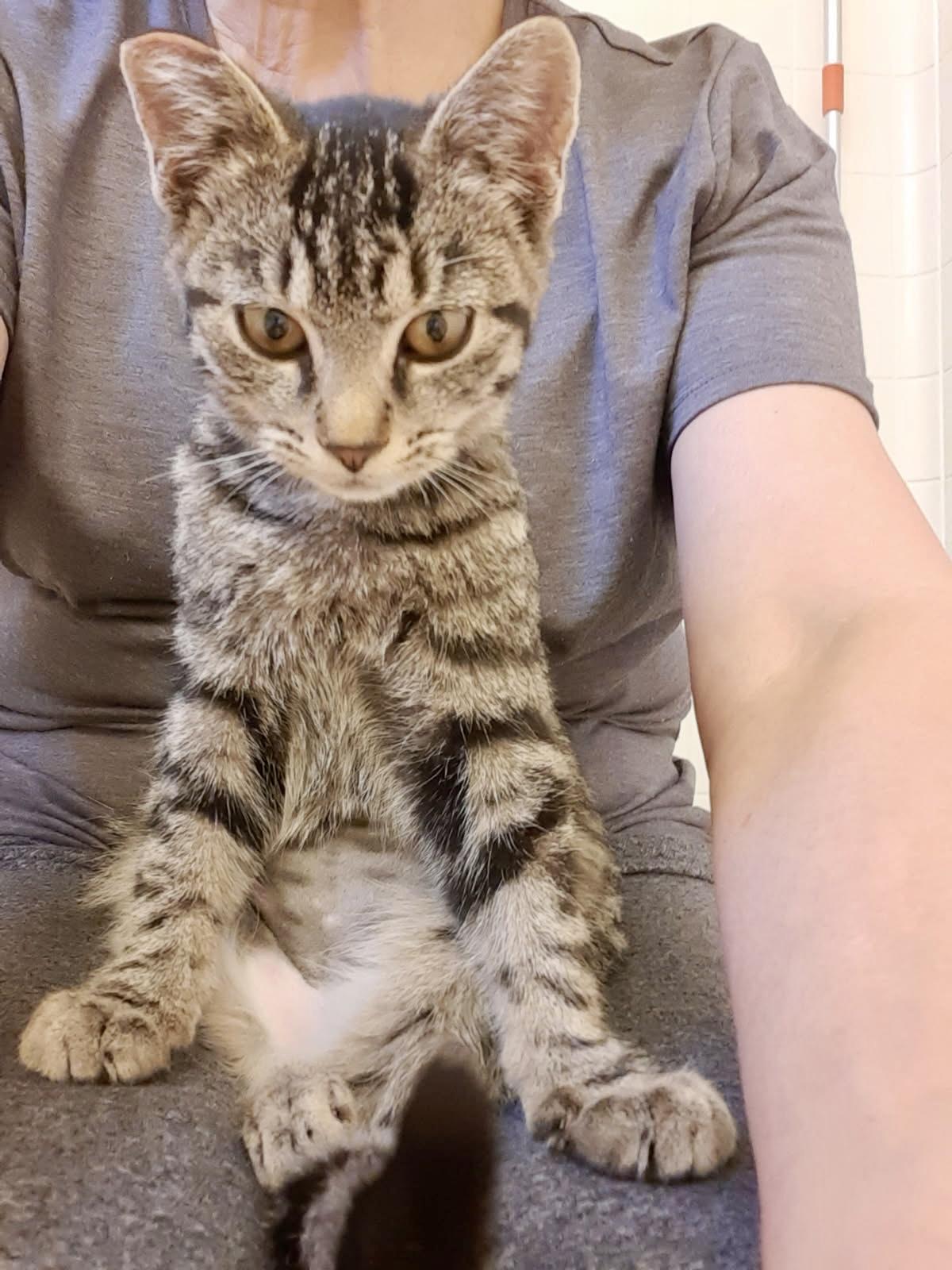 Bella, Adoptable, Young Female American Shorthair.