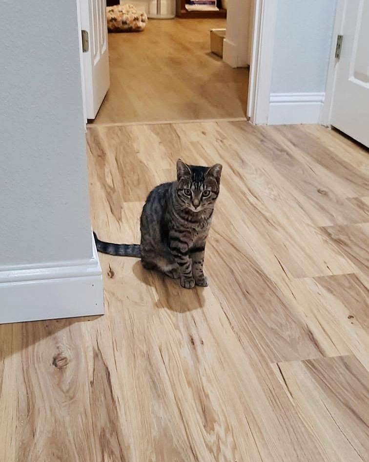 Enlarge Bella, a Adoptable American Shorthair in Elk Grove, CA image 2/4